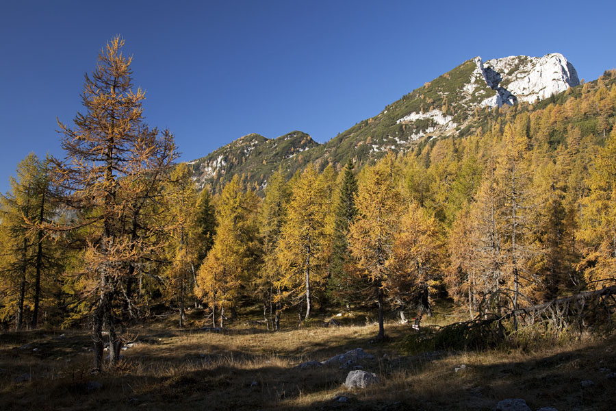 Svet macesnov II,
Jasa nad planino Klek, kjer se pot odcepi proti Debeli peči. Le ta se že vidi v ozadju.
Ključne besede: klek planina pokljuka debela peč