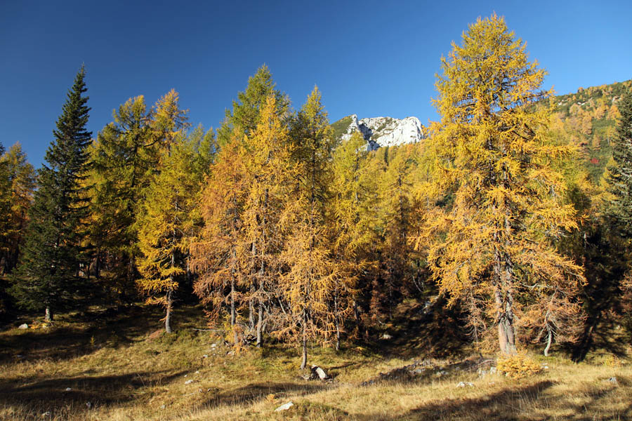 Svet macesnov III.
Na jasi nad planino Klek.
Ključne besede: klek planina pokljuka debela peč