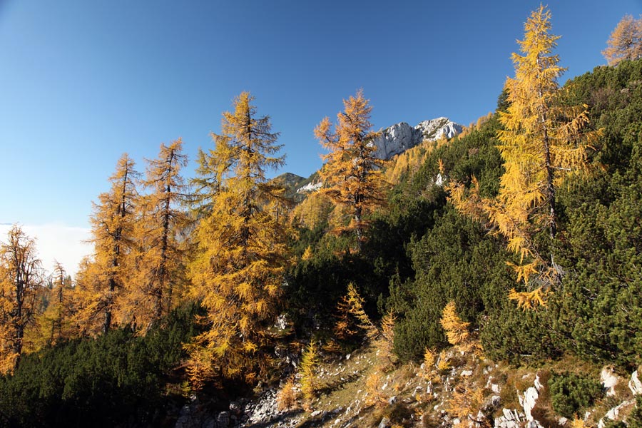 Svet macesnov IV.
Pot proti Debeli peči s planine Klek.
Ključne besede: klek planina pokljuka debela peč