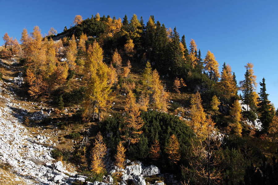 Svet macesnov
Nad planino Klek na področju Paradiža.
Ključne besede: klek planina pokljuka debela peč paradiž