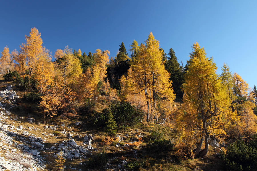 Svet macesnov V.
Macesni pod Paradižem.
Ključne besede: klek planina pokljuka debela peč