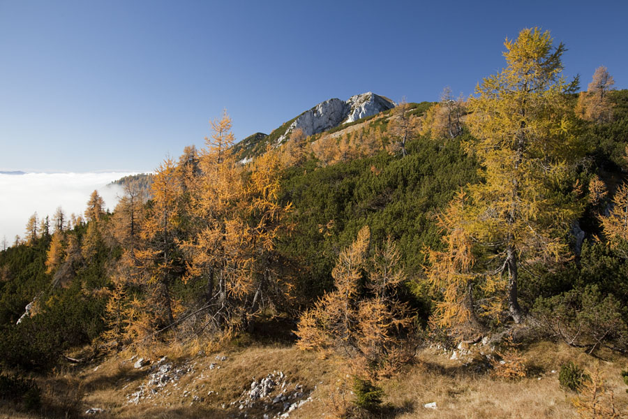 Na Debelo peč
Nad planino Klek, kjer se že sramežljivo kaže Debela peč. Megle pa vztrajajo nad Bohinjem.
Ključne besede: klek planina pokljuka debela peč