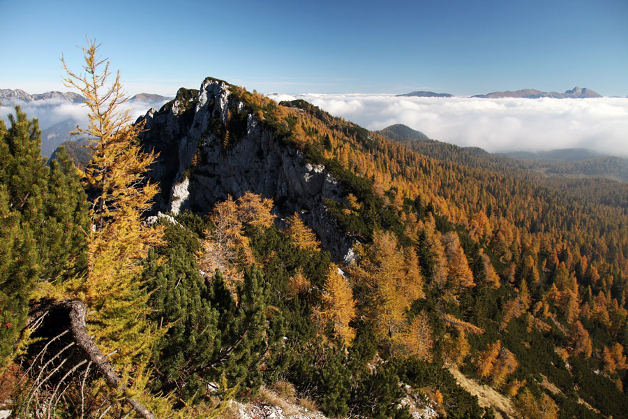 Svet macesnov VI.
Pod vrhom Debele peči se pokažejo gozdovi Pokljuke.
Ključne besede: klek planina pokljuka debela peč