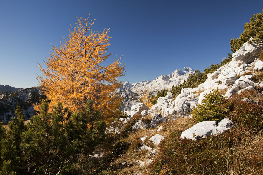 Zadnji macesen
Najvišji macesen pod Debelo pečjo se že spogleduje s Triglavom.
Ključne besede:  pokljuka debela peč triglav