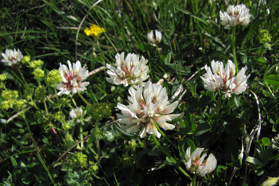 Bleda detelja
Bleda detelja na Mangartskem sedlu.
Ključne besede: bleda detelja trifolium pallescens