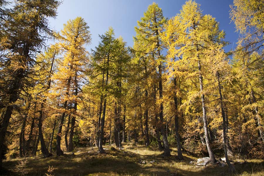 Svet macesnov VII.
Vrnitev v macesnov gozd proti planini Klek.
Ključne besede: klek planina pokljuka debela peč