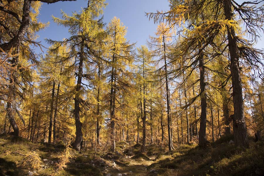 Svet macesnov I.
Pot skoti macesnov gozd s planine Klek na Debelo peč.
Ključne besede: klek planina pokljuka debela peč