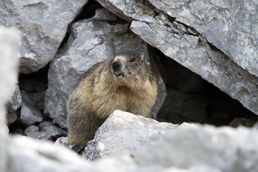 Svizec II.
Svizec pred svojim domom.
Ključne besede: alpski svizec 	marmota marmota