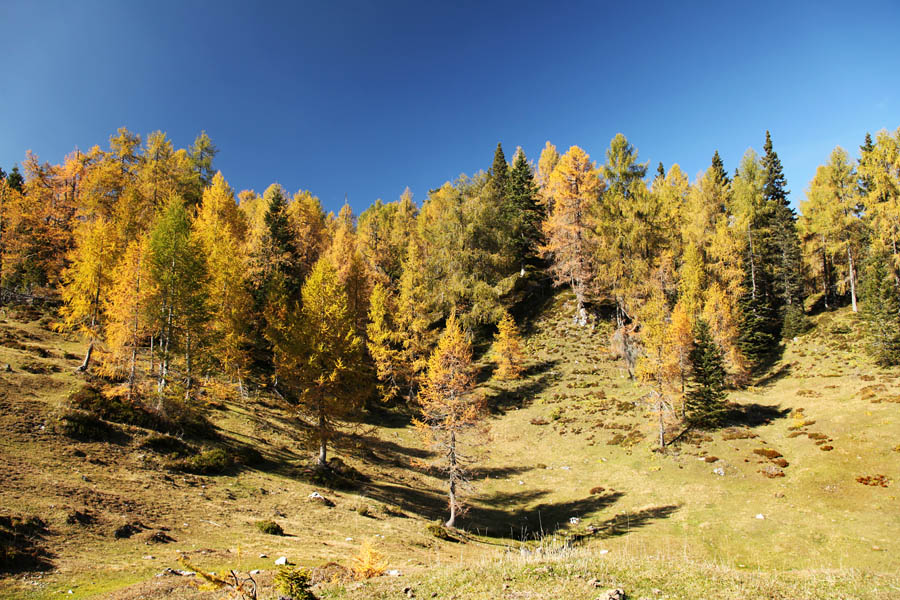 Na planini Klek
Osamljeni pašniki in žareči macesni. Planina Klek.
Ključne besede: klek planina pokljuka debela peč