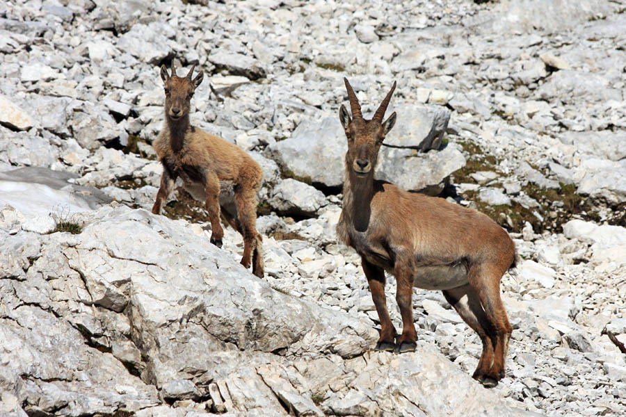 Del družine
Zanimivo da samcev ni. Ponavadi samevajo še višje na skalnih policah. Ob poti proti Staničevi koči.
Ključne besede: kozorog capra ibex ibex