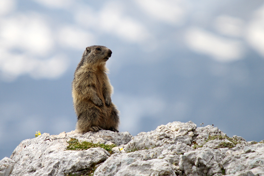 Stražar
Svizec na straži.
Ključne besede: alpski svizec marmota marmota