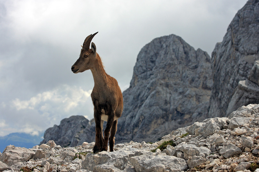 Mama
Samica kozoroga ob poti proti Staničevi koči. Zadaj je luknja peč.
Ključne besede: kozorog capra ibex ibex