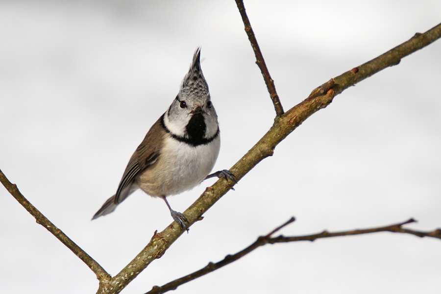 Čopasata sinica III.
Sinička z značilno čopko.
Ključne besede: čopasta sinica lophophanes cristatus