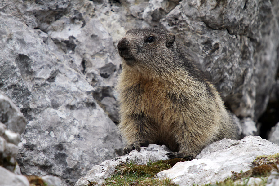 Svizec I.
Svizec pred svojim domom.
Ključne besede: alpski svizec 	marmota marmota