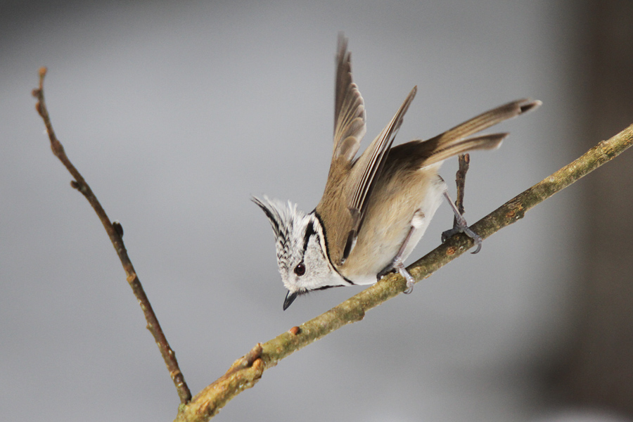 Čopasta sinica IV.
Čopasta sinica.
Ključne besede: čopasta sinica lophophanes cristatus