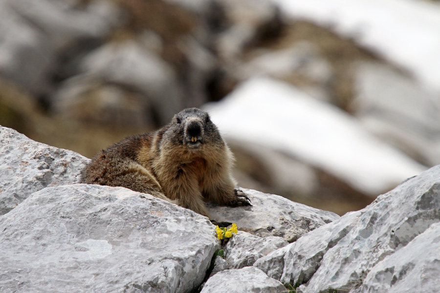 Svizec III.
Svizec z avrikljem.
Ključne besede: alpski svizec marmota marmota