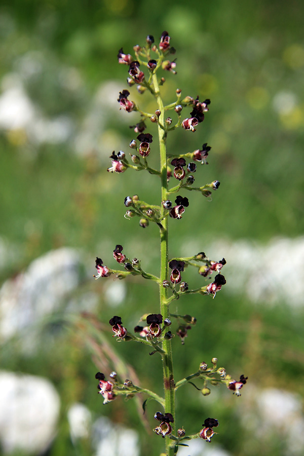 Jurska črnobina
Jurska črnobina na planini na Polju (pod Krnom).
Ključne besede: jurska črnobina scrophularia juratensis