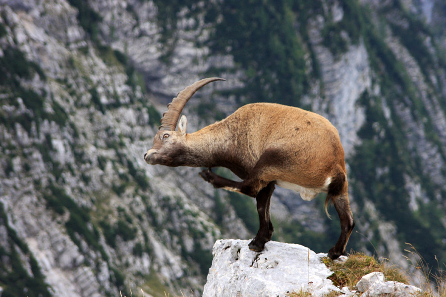 Praskanje na skali
Ja, tudi to mora biti. Sicer pa se kozorogi nenehno praskajo z nogami in rogovi. Pod Pihavcem.
Ključne besede: kozorog capra ibex ibex