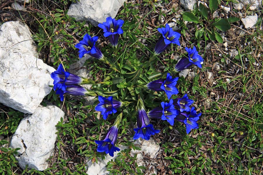 Venček encijana
Venček encijana (clusijevega svišča) ob Krnskem jezeru.
Ključne besede: clusijev svišč gentiana clusii encijan