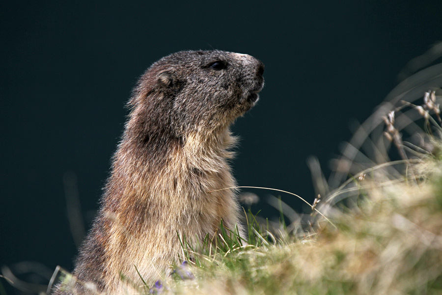 Svizec IV.
Svizec med pašo.
Ključne besede: alpski svizec marmota marmota