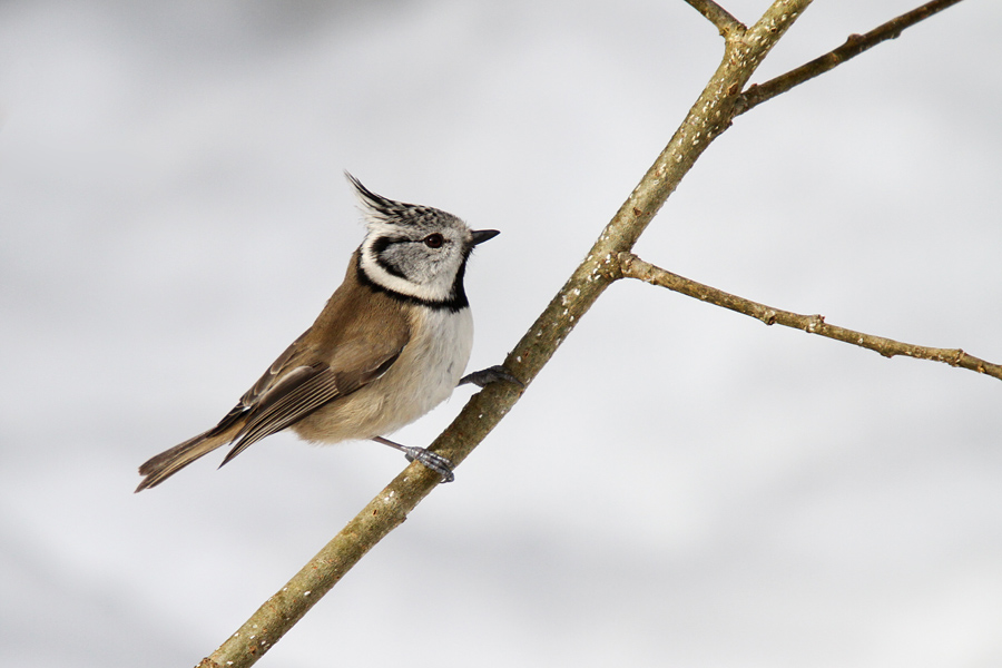 Čopasata sinica V.
Čopasta sinica.
Ključne besede: čopasta sinica lophophanes cristatus