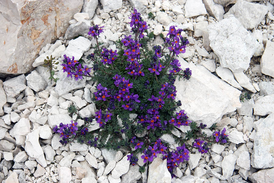 Alpska madronščica
Alpska madronščica ob poti na Vrh nad Peski.
Ključne besede: alpska madronščica linaria alpina