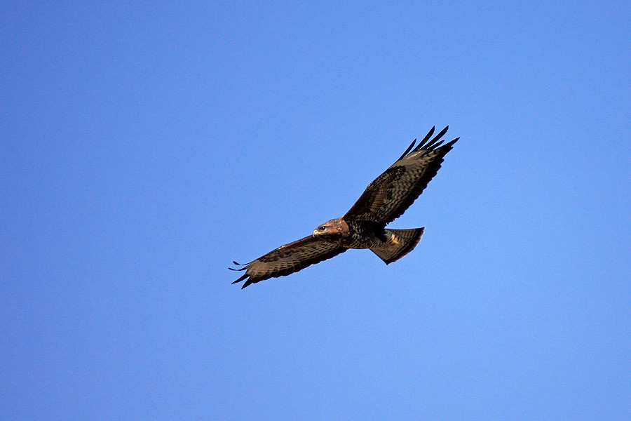 Še ena kanja
Kanja nad našo vasjo.
Ključne besede: kanja buteo buteo