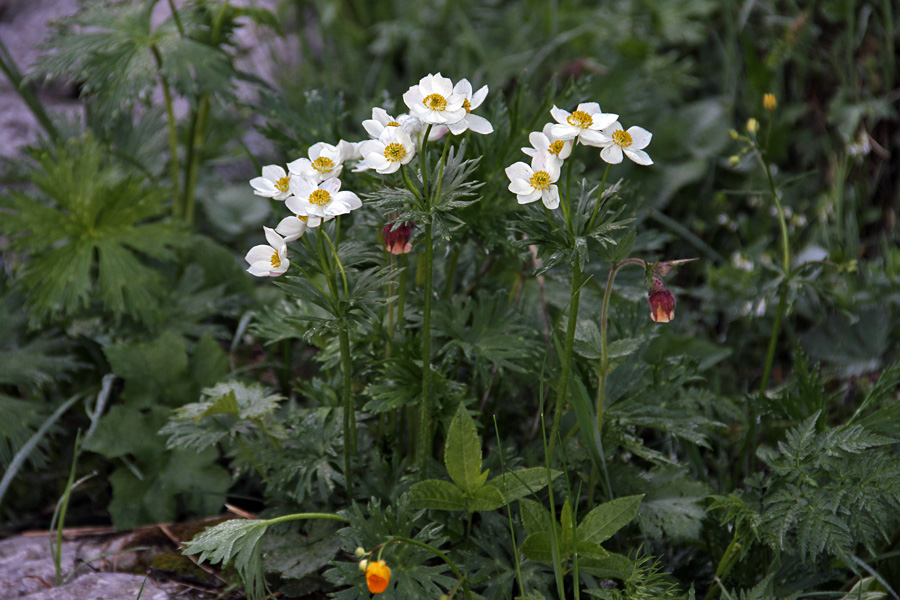 Kobulasta vetrnica
S poti na Črno prst.
Ključne besede: kobulasta vetrnica anemone narcissiflora