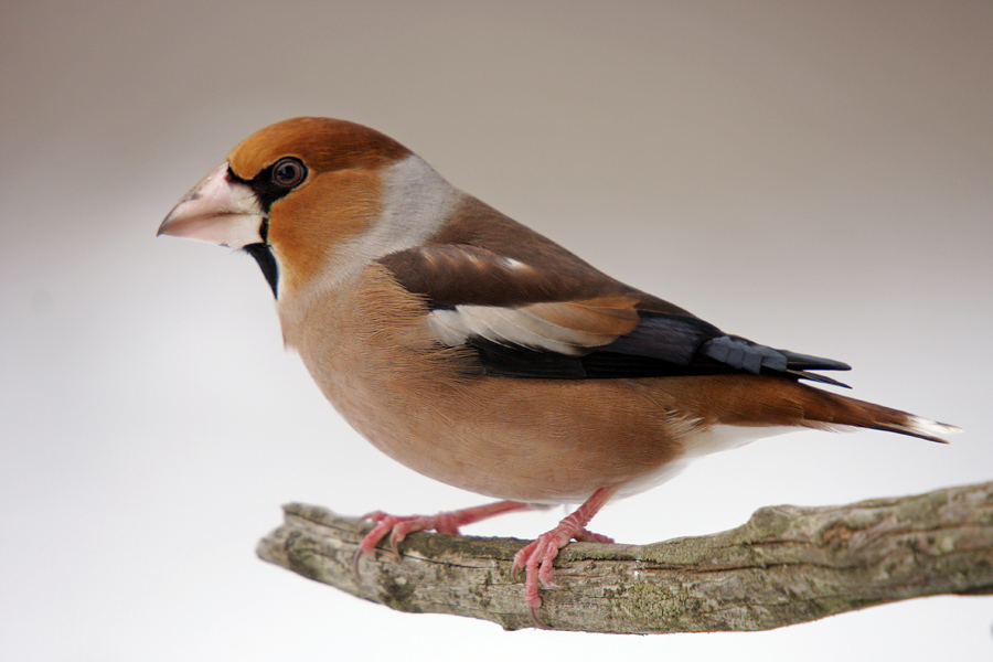 Dlesk
Dlesk na našem vrtu.
Ključne besede: dlesk coccothraustes coccothraustes