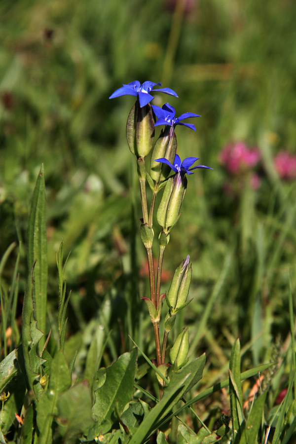 Trebušasti svišč
Trebušasti svišč na redkih travnikih Pokljuke.
Ključne besede: trebušasti svišč gentiana utriculosa