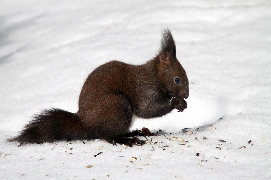 Veverica V.
Veverica.
Ključne besede: veverica sciurus vulgaris