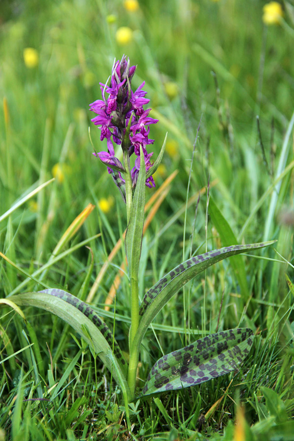 Majska prstasta kukavica
Majska prstasta kukavica na Pokljuki.
Ključne besede: majska prstasta kukavica dactylorhiza majalis