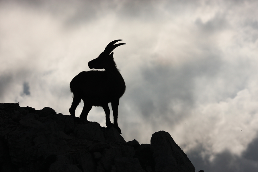 Silhueta II.
Silhueta kozoroginje nad prepadom.
Ključne besede: kozorog capra ibex ibex