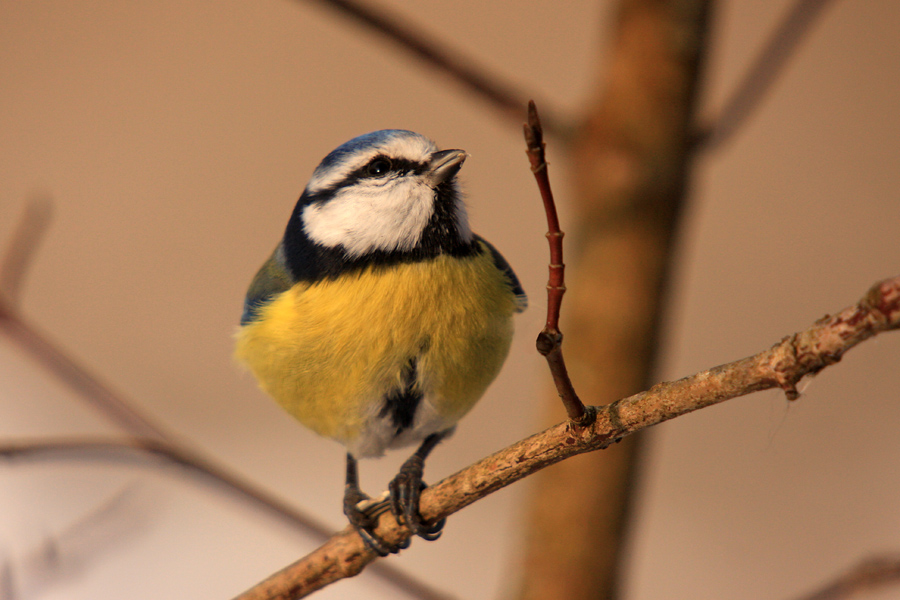 Plavček
Plavček.
Ključne besede: plavček cyanistes caeruleus