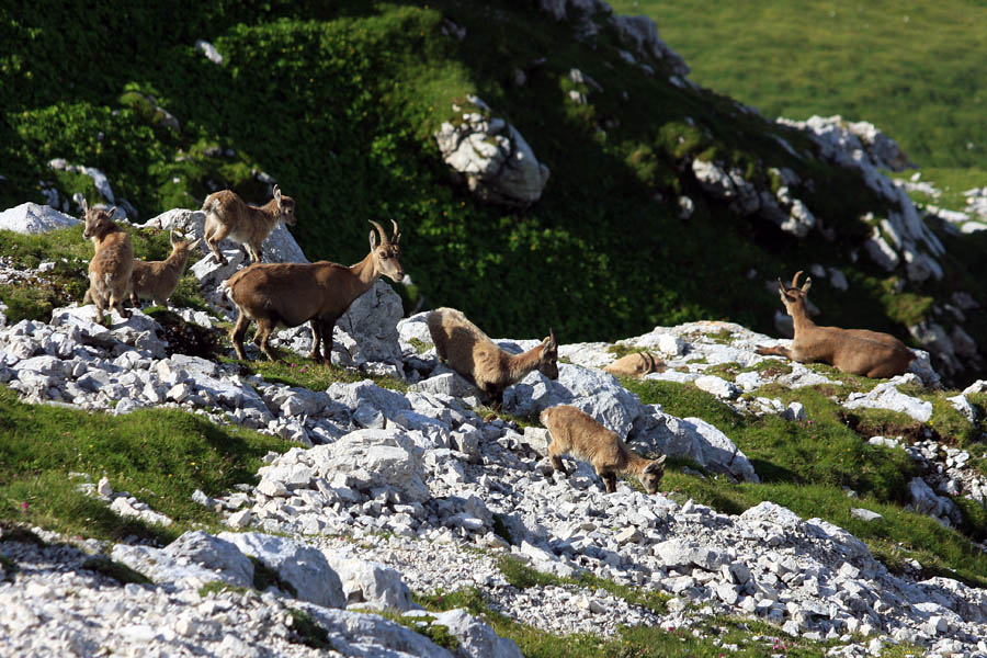 Vrtec
Takole zgleda vrtec kozorogov ...
Ključne besede: kozorog capra ibex ibex