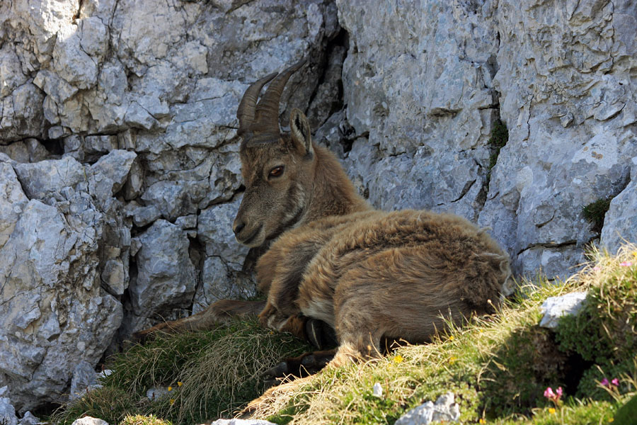 V senci
Tudi kozorogom postane vroče in poiščejo senco.
Ključne besede: kozorog capra ibex ibex