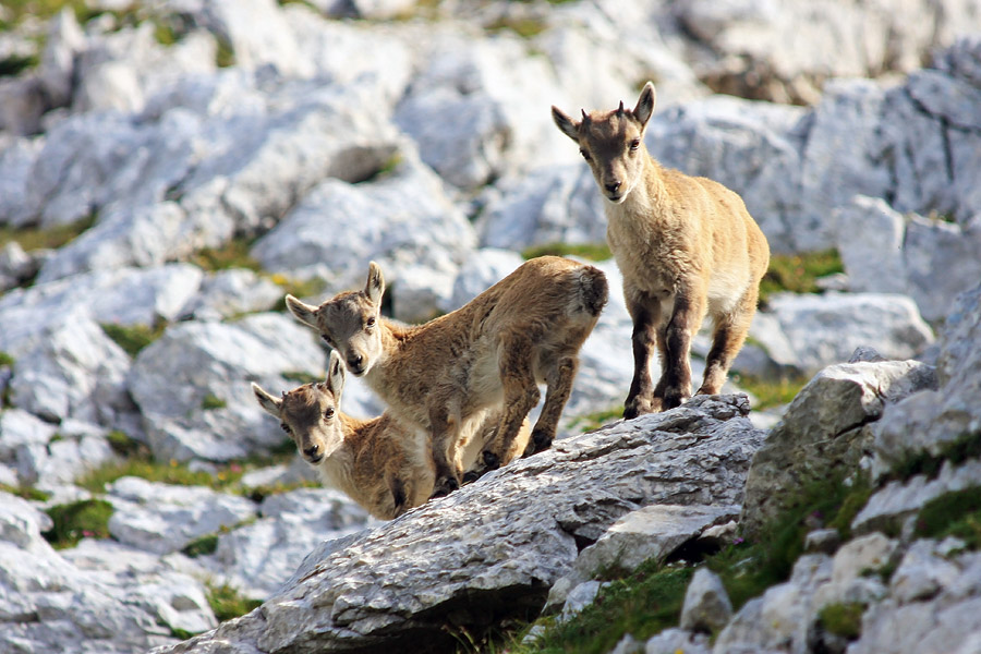 Trije na skali
Radovedni mali kozorogi.
Ključne besede: kozorog capra ibex ibex