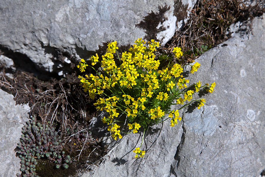 Vednozelena gladnica
Vednozelena gladnica.
Ključne besede: vednozelena gladnica draba aizoides