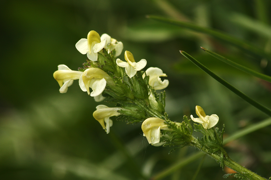 Podaljšani ušivec
Podaljšani ušivec nad planino Pecol.
Ključne besede: podaljšanii ušivec pedicularis elongata subsp. elongata