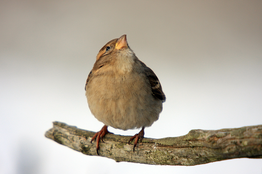 A bo kej sonca?
V in okrog krmilnice seveda nikoli ne gre brez domačih vrabcev. Ta je očitno že sit in bi se mogoče raje grel na soncu.
Ključne besede: domači vrabec passer domesticus