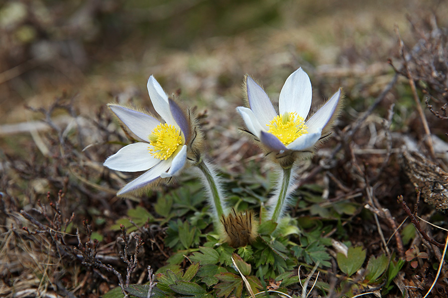 Spomladanski kosmatinec
Spomladanski kosmatinec.
Ključne besede: spomladanski kosmatinec pulsatilla vernalis