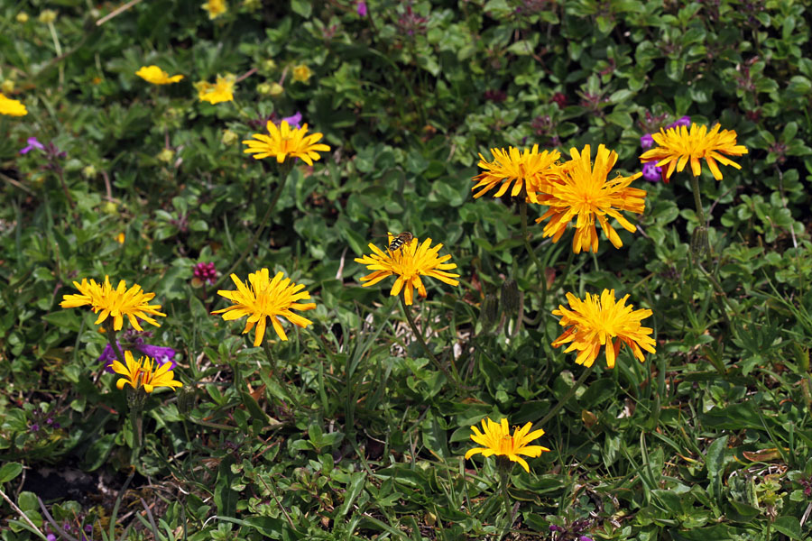 Zlati dimek
Zlati dimek na Pokljuki.
Ključne besede: zlati dimek crepis aurea