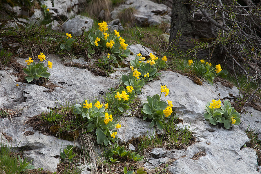 Avrikelj
Ključne besede: lepi jeglič avrikelj primula auricula