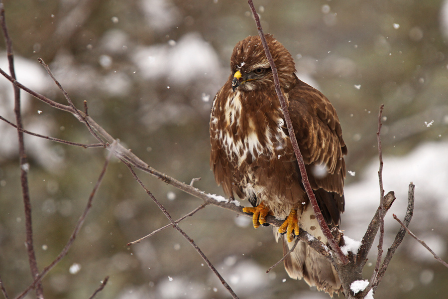 Kanja II.
Kanja na našem vrtu.
Ključne besede: kanja buteo buteo