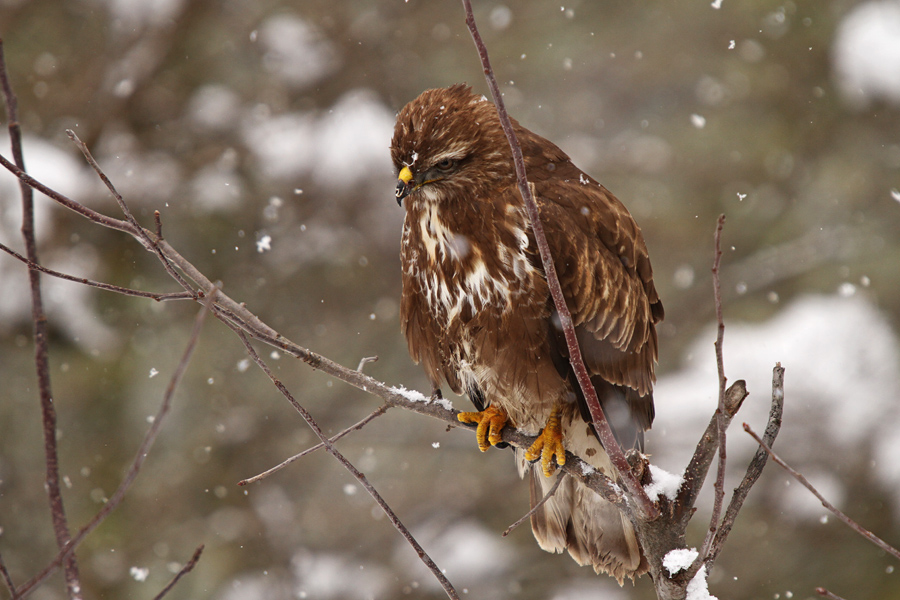 Kanja III.
Z žolnami in detli si deli loj, ki je obešen po drevju.
Ključne besede: kanja buteo buteo