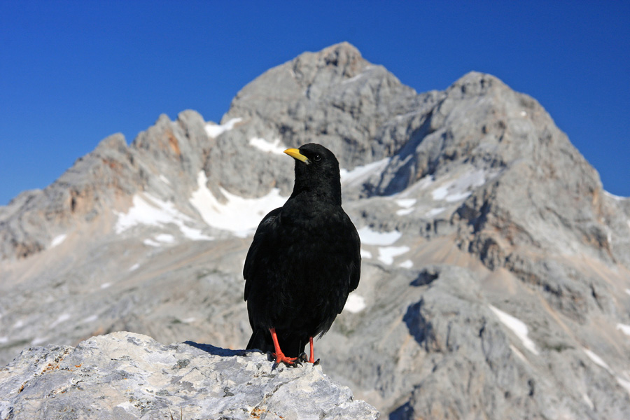 No, slikaj že enkrat
A sem dobro zrihtana, pa glej, da se bo zadaj Triglav vidu ...
Ključne besede: planinska kavka pyrrhocorax graculus