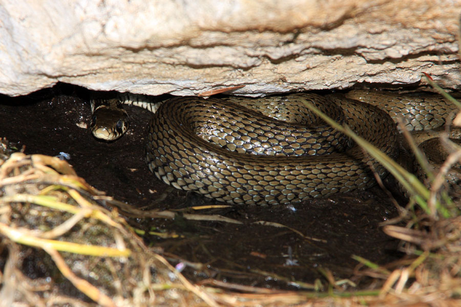 Na varnem
Belouška skrita pod skalo. Mlaka na planini Osredki.
Ključne besede: belouška natrix natrix