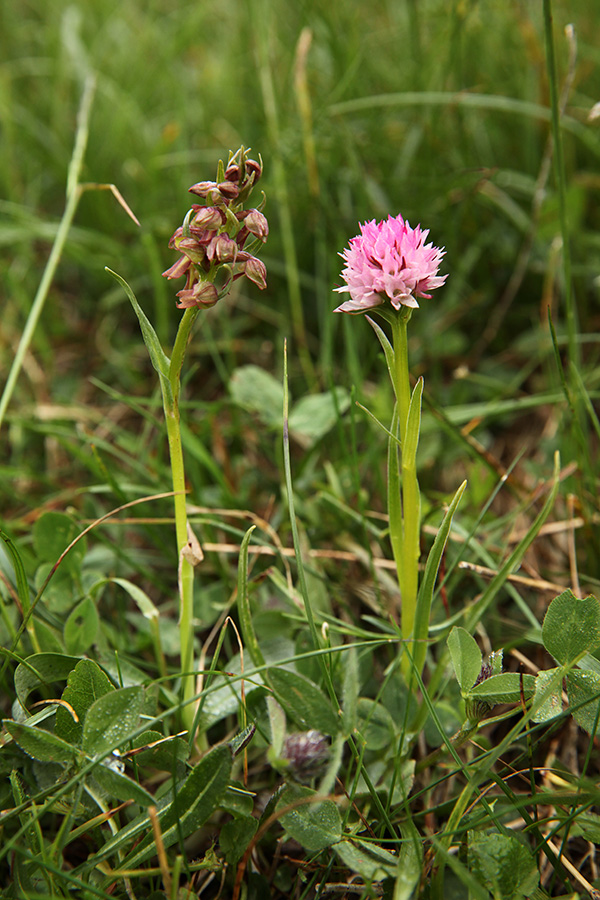 Zeleni volčji jezik in widderova murka
Zeleni volčji jezik in widderova murka.
Ključne besede: zeleni volčji jezik coeloglossum viride widderova murka nigritella widderi