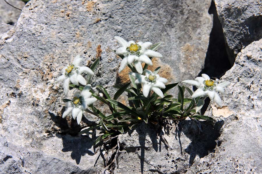 V sončni skali
Kar premočno sonce je bilo danes. Pot na Tosc.
Ključne besede: planika leontopodium alpinum