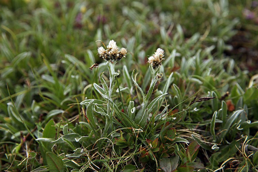 Karpatska majnica
Karpatska majnica.
Ključne besede: karpatska majnica antennaria carpatica